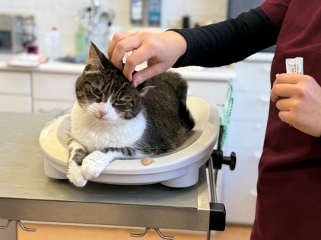 Poes Jip bij de dierenarts. Foto: Merijn van Grieken