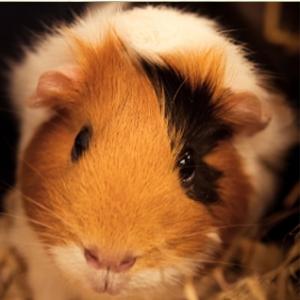 cavia