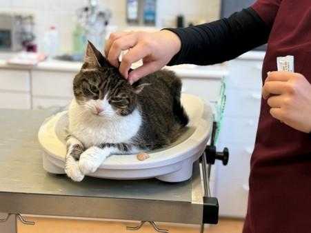 Poes Jip bij de dierenarts. Foto: Merijn van Grieken